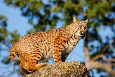Bir kaya üzerinde Bobcat duran