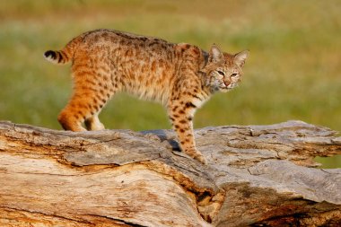 Bobcat standing on a log clipart