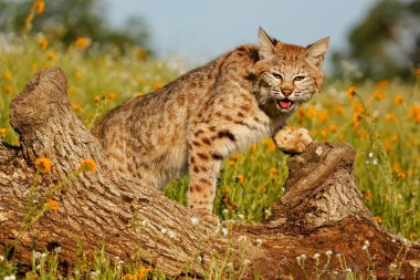 Bir günlük Bobcat ayakta