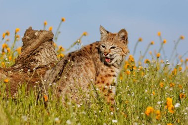 Bir çimen çiçekler ile oturan bobcat