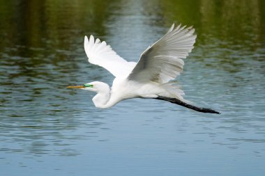 Uçan Akbalıkçıl (Ardea alba)
