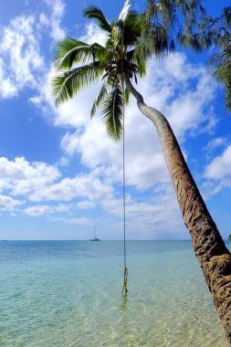 Leaning palm tree with rope swing at Pangaimotu island near Tong clipart
