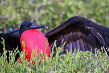 Erkek büyük Frigatebird (Fregata küçük) görüntüleme