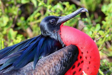 Erkek büyük Frigatebird portresi