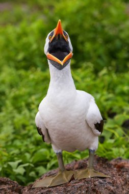Nazca bubi Genovesa Adası, Galapagos Milli Parkı, Ecuador