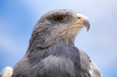 Black-chested buzzard-eagle at the market in Maca, Colca Canyon, clipart
