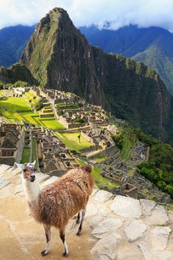 Peru Machu Picchu ayakta Lama göz ardı
