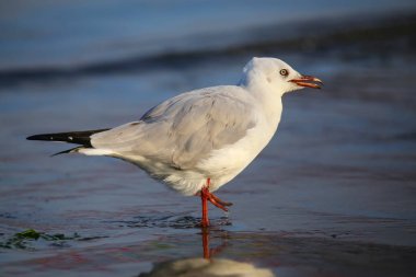 Paracas Bay, Peru 'da bir sahilde gri başlı martı.