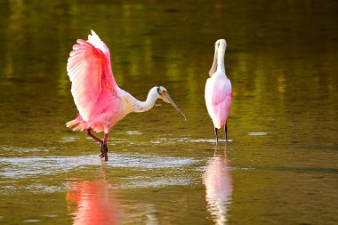 pembe kaşıkçı (platalea ajaja)