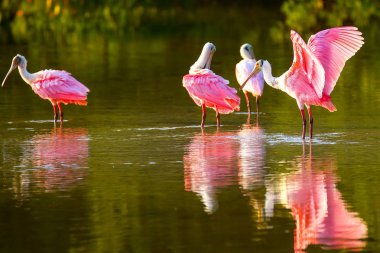 Pembe Spoonbills (Platalea ajaja)