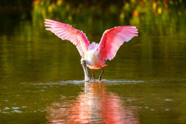 pembe kaşıkçı (platalea ajaja)