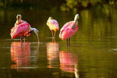 Pembe Spoonbills (Platalea ajaja)