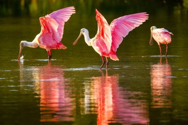 Pembe Spoonbills (Platalea ajaja)