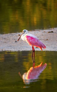 pembe kaşıkçı (platalea ajaja)