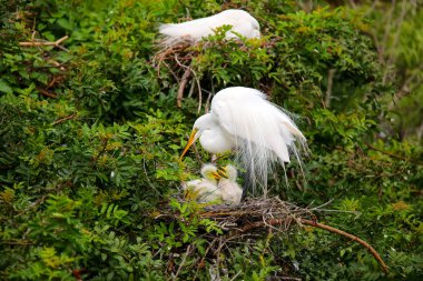 Büyük Egret (ardea alba)
