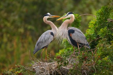 Büyük mavi Herons içinde belgili tanımlık yuva ayakta. En büyük kuzeyinde 
