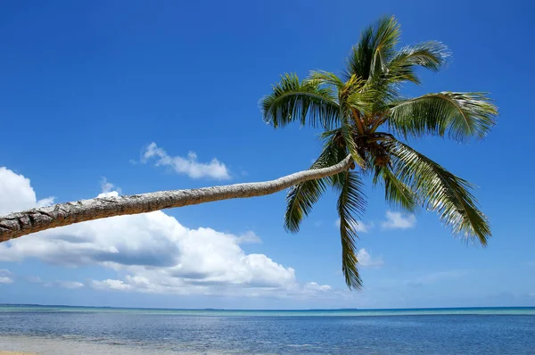 Palmier penché sur l'île de Makaha près de l'île de Tongatapu à To — Photo