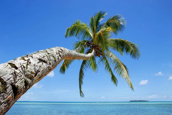 Lutande palm tree på Makaha'a island nära Tongatapu island i till — Stockfoto
