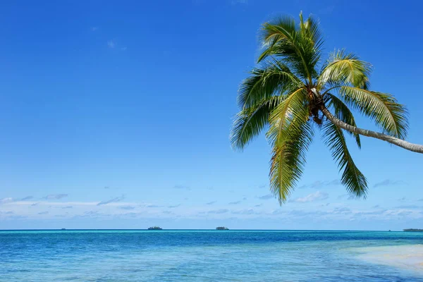 Scheve palmboom op Makaha'a eiland in de buurt van Tongatapu eiland op te — Stockfoto