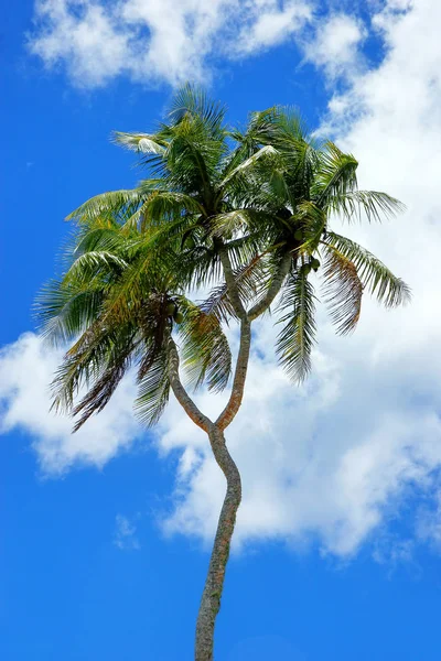 双头的椰子树在汤加塔布岛上 — 图库照片