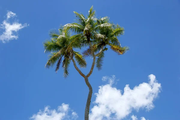 Árbol de coco de dos cabezas en la isla de Tongatapu en Tonga —  Fotos de Stock