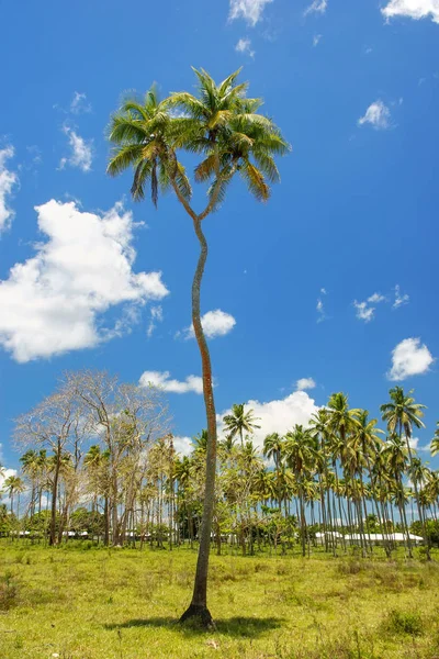 Árbol de coco de dos cabezas en la isla de Tongatapu en Tonga —  Fotos de Stock