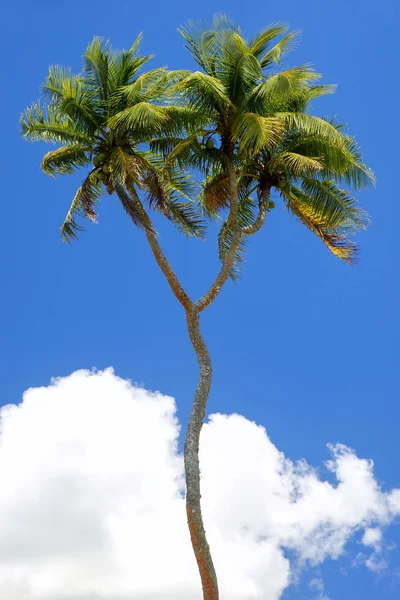 Her iki tarafı Hindistan cevizi ağacı Tongatapu Adası Tonga ' — Stok fotoğraf