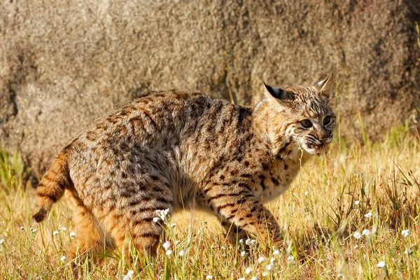 Bobcat περπάτημα σε ένα χόρτο — Φωτογραφία Αρχείου