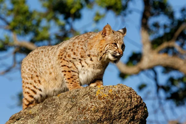 Bobcat στέκεται πάνω σε ένα βράχο — Φωτογραφία Αρχείου