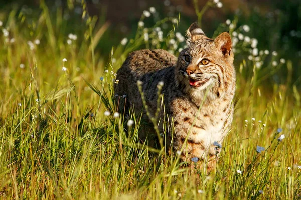 Bobcat στέκεται σε ένα χορτάρι με λουλούδια — Φωτογραφία Αρχείου