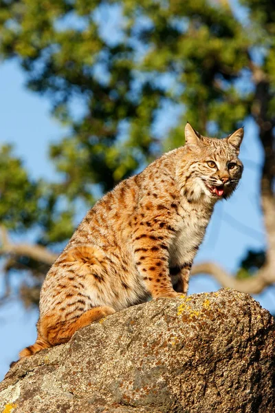 Bir kayaya oturan bobcat — Stok fotoğraf