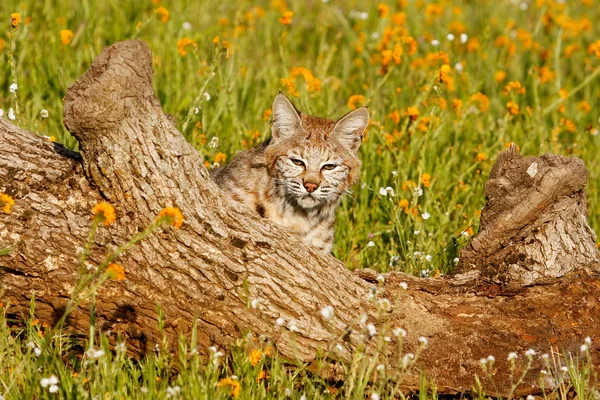 stock image Bobcat sitting behind a log