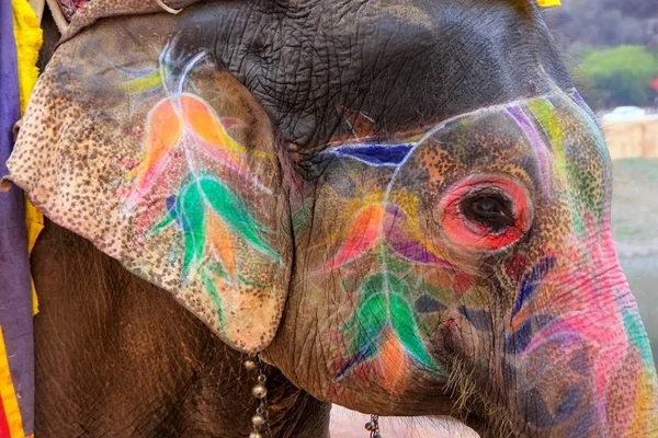 Retrato de elefante pintado caminando hasta Amber Fort cerca de Jaipu —  Fotos de Stock