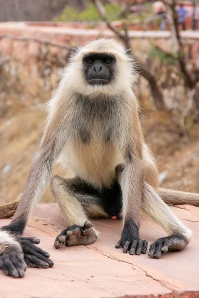 Langur gris sentado en el fuerte de Jaigarh cerca de Jaipur, Rajasthan, Indi —  Fotos de Stock