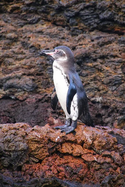 Pingüino de Galápagos de pie sobre rocas, Isla Bartolomé, Galápagos — Foto de Stock