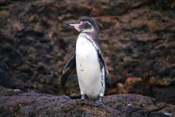 Galapagos Penguin standing on rocks, Bartolome island, Galapagos Stock