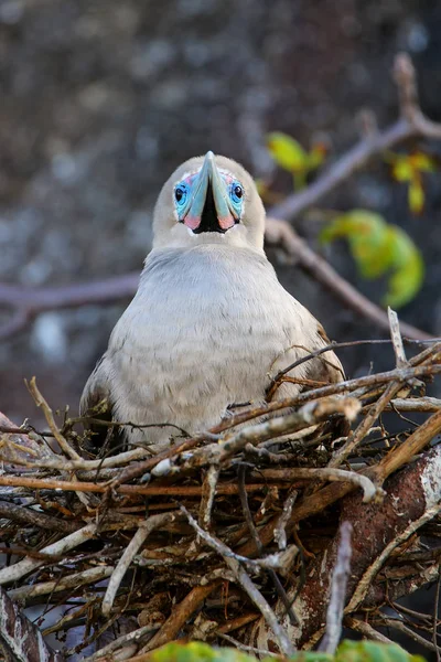 Pie rojo booby (Sula sula) sentado en un nido —  Fotos de Stock