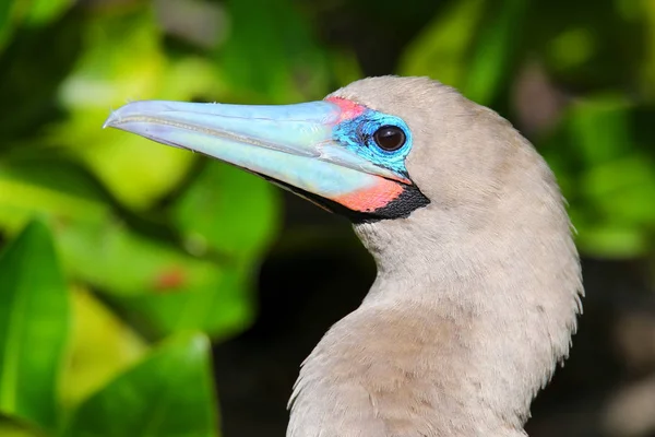 Retrato de Booby de pés vermelhos (Sula sula ) — Fotografia de Stock