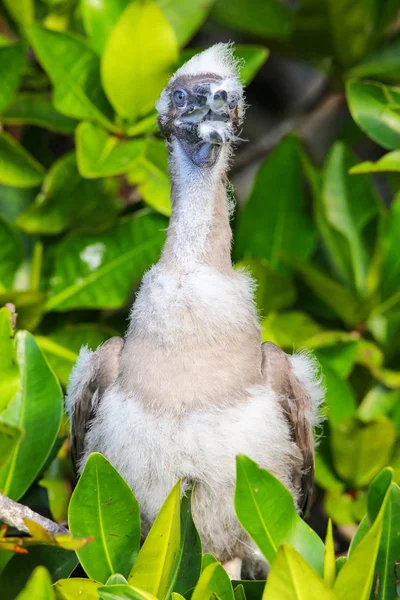 Poussin booby à pieds rouges sur l'île de Genovesa, Galapagos National Pa — Photo