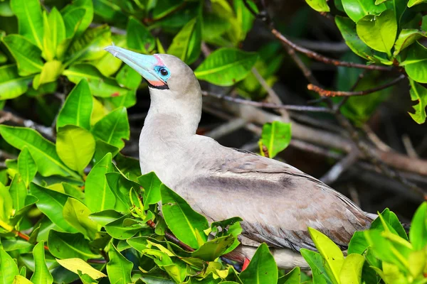 Červená footed nastražená na Genovesa ostrov, Galapagos národní Park, Ec — Stock fotografie