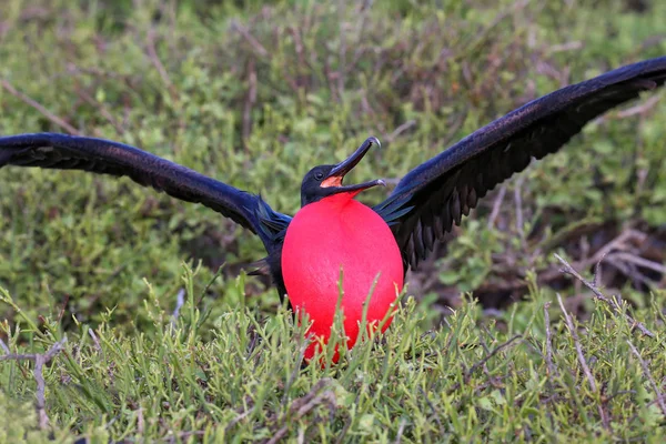 Erkek büyük Frigatebird (Fregata küçük) görüntüleme — Stok fotoğraf