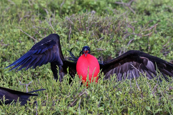 Male Great Frigatebird (Fregata minor) displaying — Stock Photo, Image