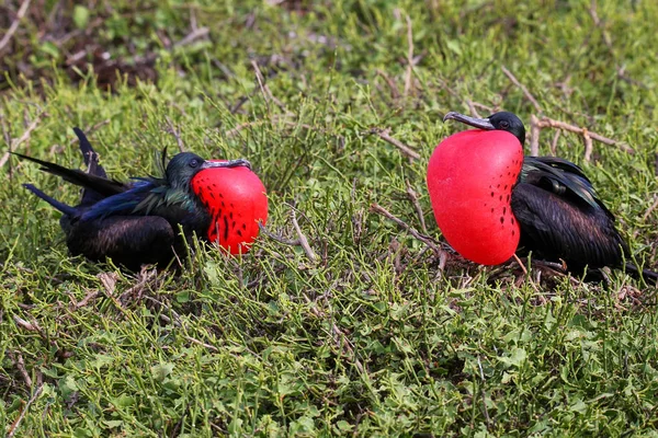 Uccelli maschi grandi Frigatebird sull'isola di Genovesa, Galapagos National P — Foto Stock