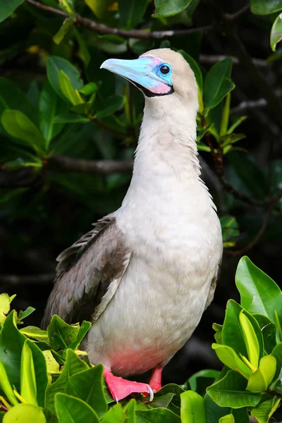 Red-footed booby on Genovesa island, Galapagos National Park, Ec — Stock Photo, Image