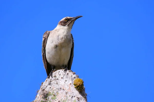 Galapagos Mockingbird sedí na kaktus, Genovesa ostrov, Gala — Stock fotografie