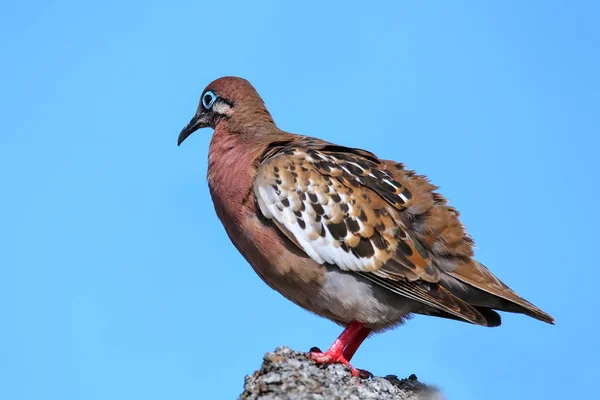 Galapagos Dove on Genovesa Island, Galapagos National Park, Ecua — Stock Photo, Image