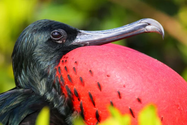 Retrato de Grande Frigatebird masculino — Fotografia de Stock