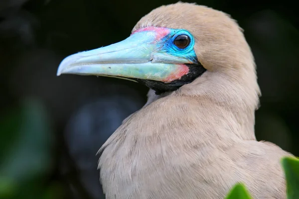 Retrato de Booby de patas rojas (Sula sula ) — Foto de Stock