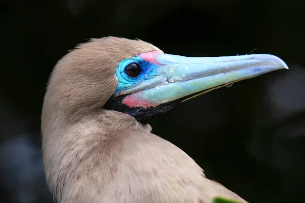 Retrato de Booby de patas rojas (Sula sula ) — Foto de Stock