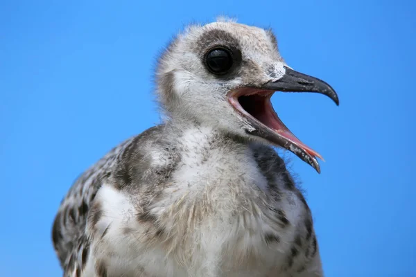 赤ちゃん Swallow-tailed ガル ヘノベサ島ガラパゴス国では — ストック写真